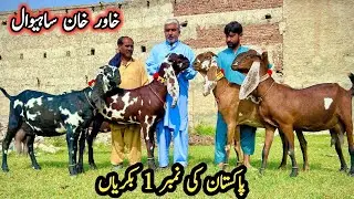 World's Biggest Beetal Preagnint Goats Of Khawar Khan-Number 1 Goat Breed In Pakistan