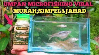 UMPAN RASBORA WANGI bikin ngiler ikan sampai pada rebutan
