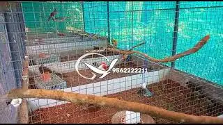 Pheasant Cage