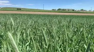 Fields of Grain at Black Cat Organic Farm