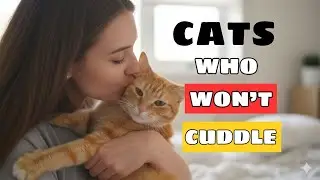 Got a cat that hates cuddles? Here&rsquo;s everything you need to know | Cmedia