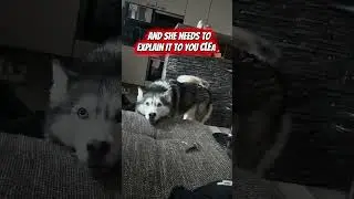 Вот как это выглядит, когда у Айлы проблемы &mdash; моменты разговора с хаски #talkinghusky