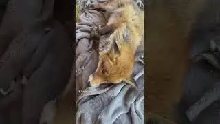 Unconditional Love: Foxes and Humans