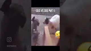 Best conversation between a dog and a goat&hellip; #prank #funny #memes