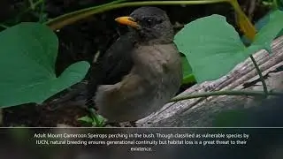 Birds of Mount Cameroon Part 1