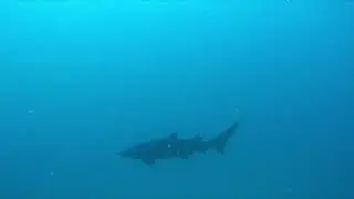 U 352 dive
