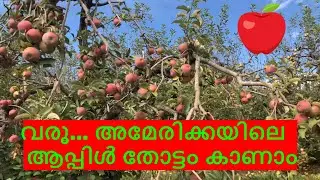 Apple Farm in America | അമേരിക്കയിലെ ആപ്പിൾ തോട്ടം | Malayalam vlog
