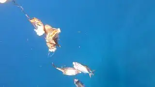 Подводная охота на Кубе