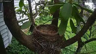 Robin Nest Live Stream