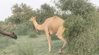 A camel itches on its body || Scabies on the body of grazing camels