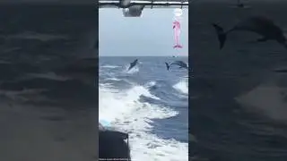 DANCING DOLPHIN 💕 🐬🐋🐬 #shorts