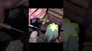 Airocarpus fissuratus seedling grafted to trichocereus pachanoi.