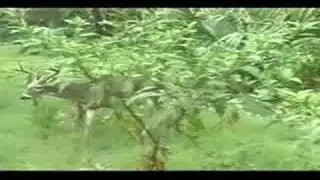 Ross Hammock Ranch - Florida Trophy Hunting