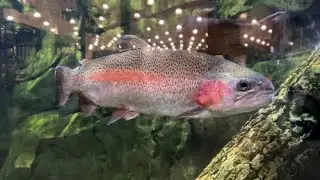 Arkansas Game and Fish stocks lakes and ponds with trout