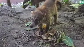 Reserva de la Biosfera Maya 🇬🇹💚