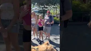 People Reacting To My Famous Dog At Disney World! #goldendoodle #disneyworld #petfluencer #reactions