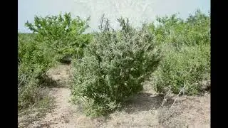 Guayacan