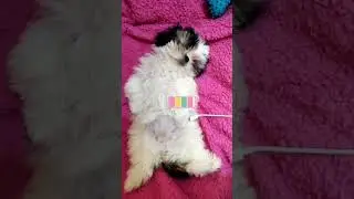 Let&rsquo;s play 🤣#shihtzu #entertainment #cute #doglover