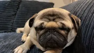 | 1 MINUTE OF PUG SNORING | Pangpang the Pug 2021 dog sounds ASMR |