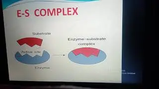 Enzyme substrate complex