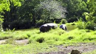 Haller Park, Mombasa Kenya,Hippos/Холлер парк,бегемоты.