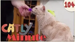 F&uuml;r immer weg - Catly Minute - 104 - Balui - mit Miri - Katzenvideo