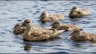 Large Gadwall Duck Family Swimming in the Water - Ducklings