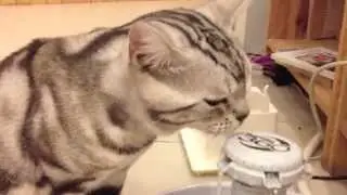 Makura Cat Cafe in Bangkok