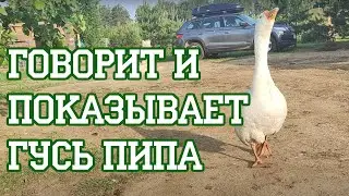 Время офигительных историй про Врум-Врума, СББЖ и вакцинацию