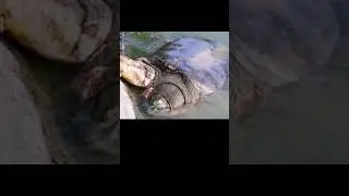 GIANT Ohio River WEIRD TURTLE #creepy #weirdanimals #cryptids #tiktokvideo