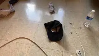 A Kayfabe Live Stream (just a test to check if it works!) not actual video