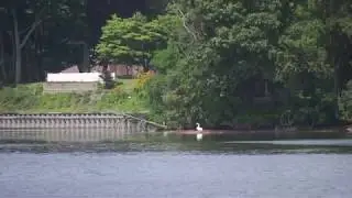 Eaglet flying to mother Eagle