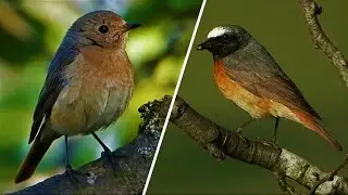 Common REDSTART ♫ Singing & Calling ♫