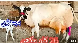 Cholistan friesian guy dudh 26 litre rate 515000 number number 047099 8617