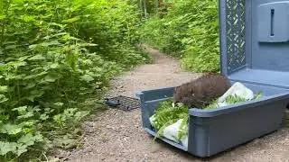 Mountain Beaver Release