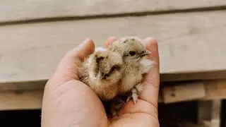 Kuikentjes 🐣 I Eenjarige planten afharden I Border beplanten 🌸 I Angelo Dorny