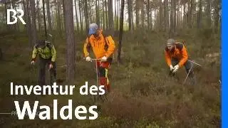 Kiefern, Fichten, Eichen: Inventur im Nürnberger Reichswald | Frankenschau | BR