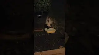 Skunk Drinking Water