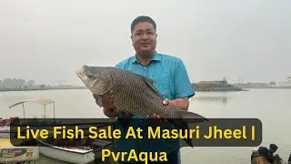 Live Fish Harvesting (Sale) at PvrAqua | Live Fish Sale and Harvesting Process