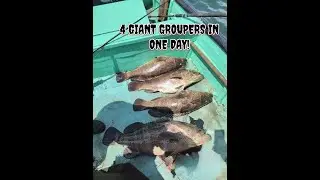 Monster Grouper Fishing in deep sea! Trolling Fun