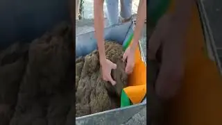 Massive feed for eels #shorts #eels #eel #eelfarming #eelfish #fishfeeding #fishfarming #fishtank