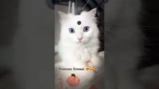 My Princess👸🥰 #cat #explore #catvideos #catfunny #cute #fypage #yt #viral_video #catlovers#catshort