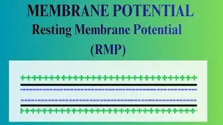 RESTING MEMBRANE POTENTIAL (RMP) || SOMALI