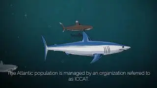 ICCAT eng SHARKS