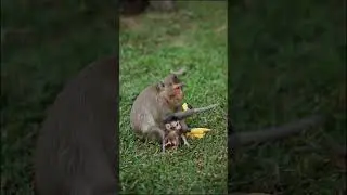 Funny monkey #monkey #monkeyfamily #monkeyplay #monkeyfunny