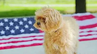 Why Maltipoos Make the Perfect Family Pet | Playful, Smart, and Loving 🐶✨