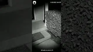 👀Low-Light Door Cam Catches Glowing Eyes 👀 | Real Porch Footage #doorcam  #NightVision # #ghost