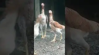 Ayam Shamo Eropa Betina Muda (DEREAN)