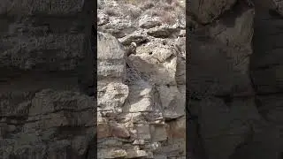 Mountain Goat 🐐 #video #dangerous #shorts #shortvideo #viral #trending