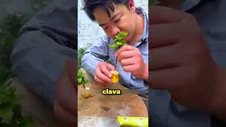Trucos f&aacute;ciles para reproducir plantas en casa